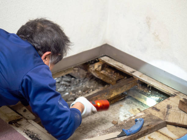 Best Mold Damage Repair  in Meadowbrook, CA