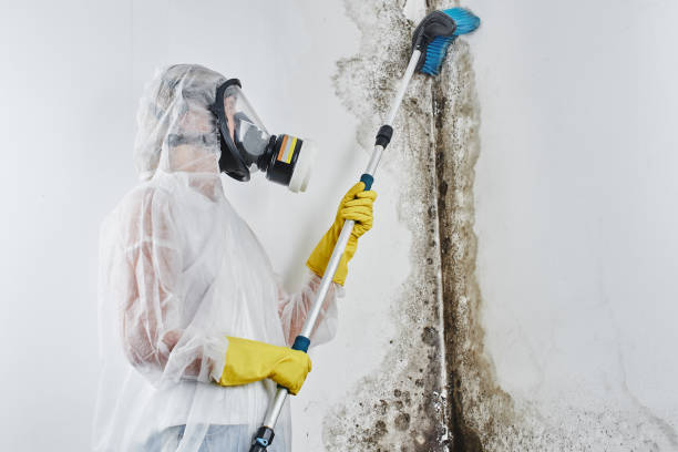 Mold Removal Process in Meadowbrook, CA