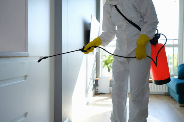 Best Professional Mold Removal  in Meadowbrook, CA