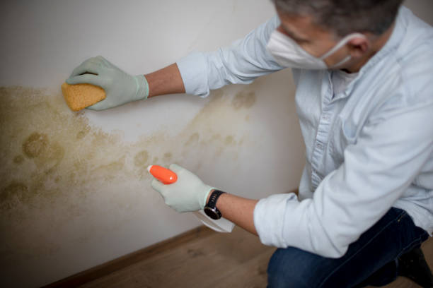 Best Crawl Space Mold Removal  in Meadowbrook, CA