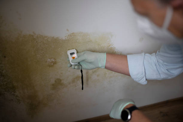 Best Mold Testing  in Meadowbrook, CA