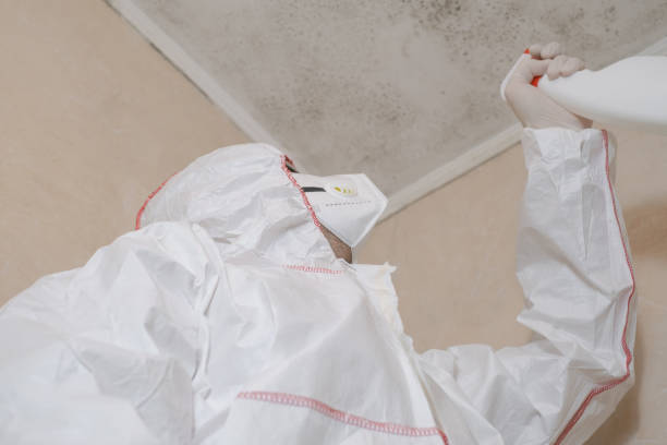 Best Office Mold Removal Services  in Meadowbrook, CA