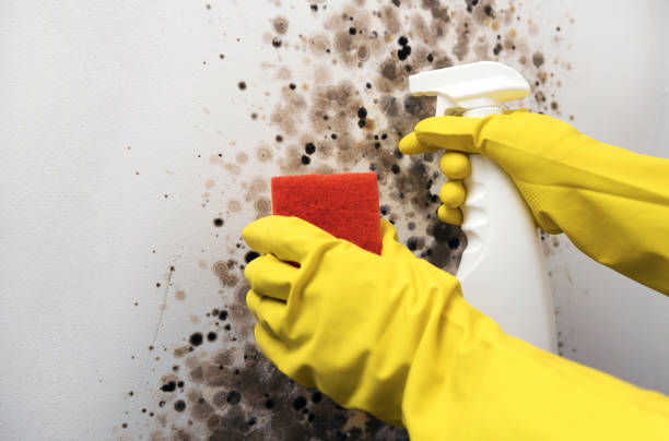 Best Mold Removal Company Near Me  in Meadowbrook, CA