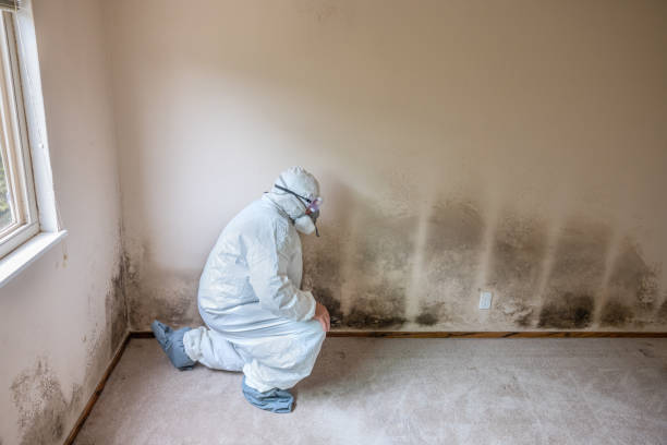 Best Mold Remediation Services  in Meadowbrook, CA