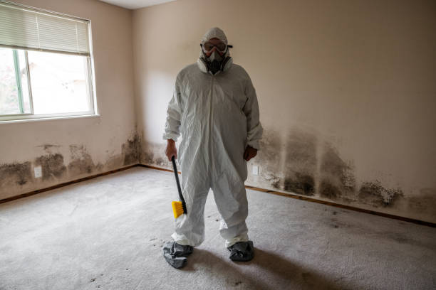 Best Residential Mold Removal  in Meadowbrook, CA