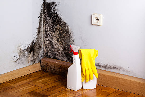 Best Attic Mold Removal  in Meadowbrook, CA