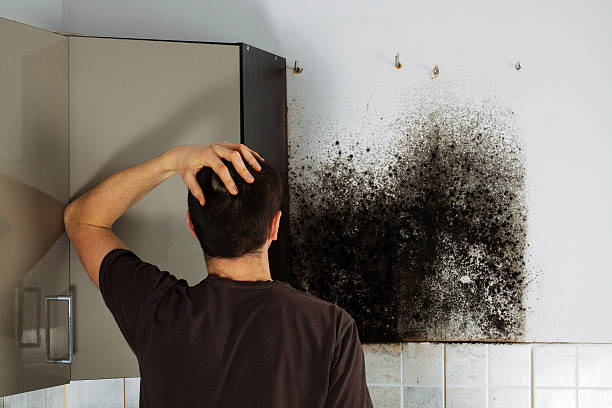 Best Mold Removal Near Me  in Meadowbrook, CA