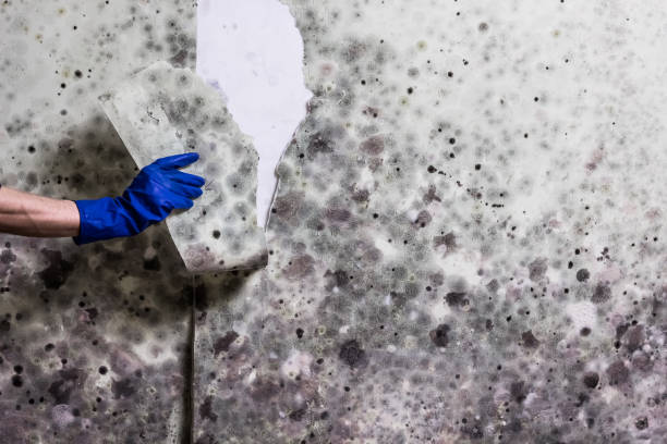 Best Black Mold Removal  in Meadowbrook, CA